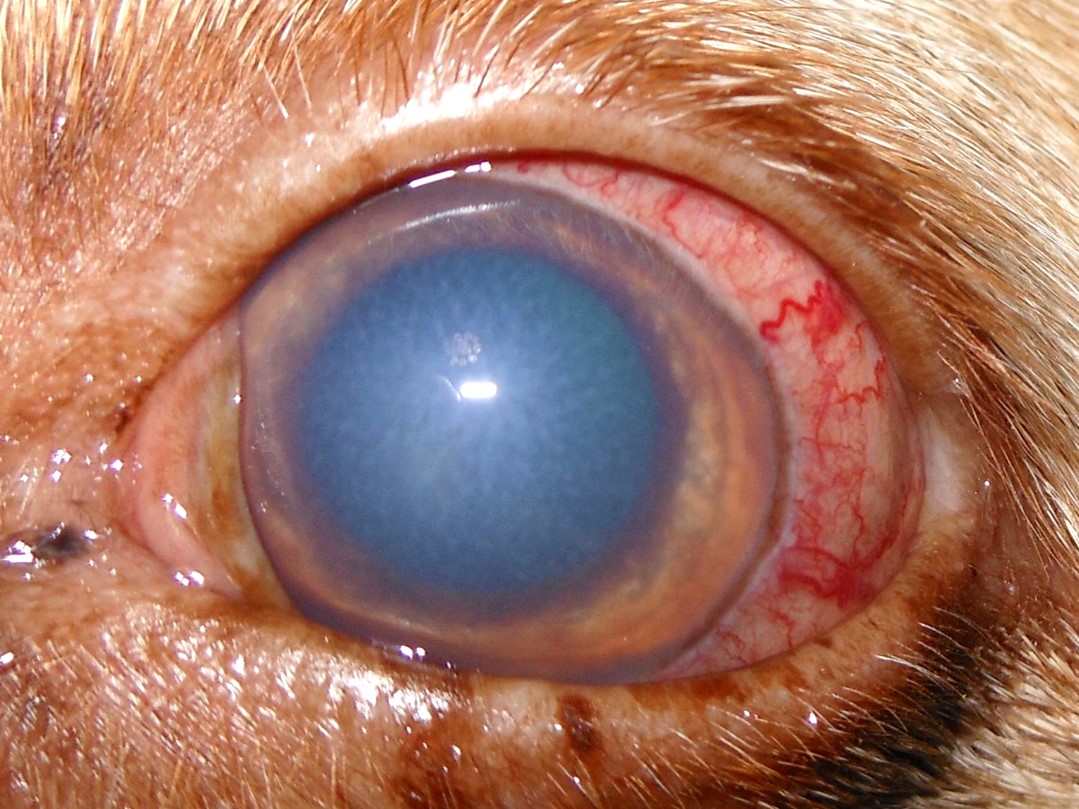 Foto eines Hundeauges mit typischen Glaukomsymptomen wie Rötung, Trübung, weite Pupille.