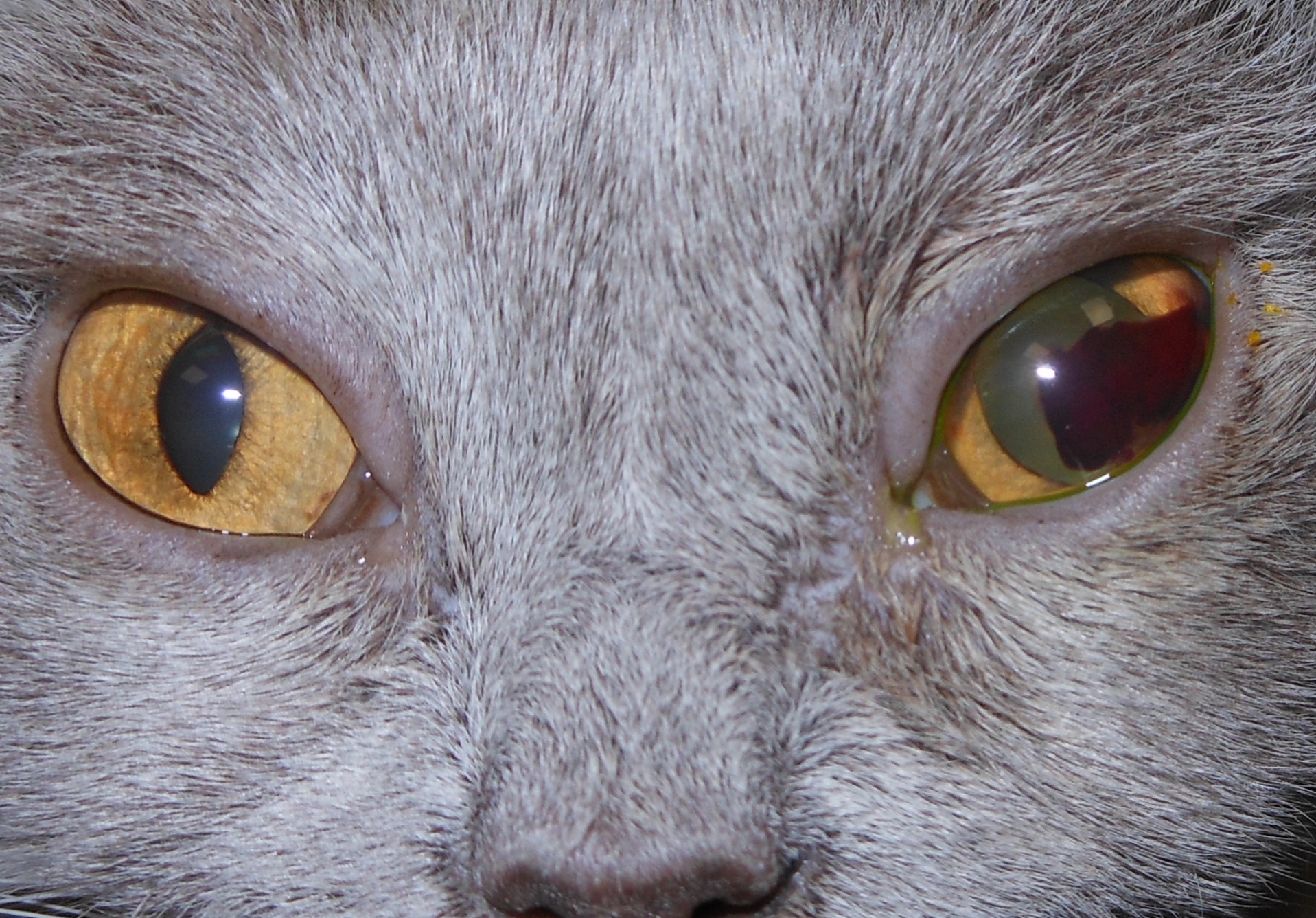 Foto einer Katze mit Blutung aus der linken Iris.