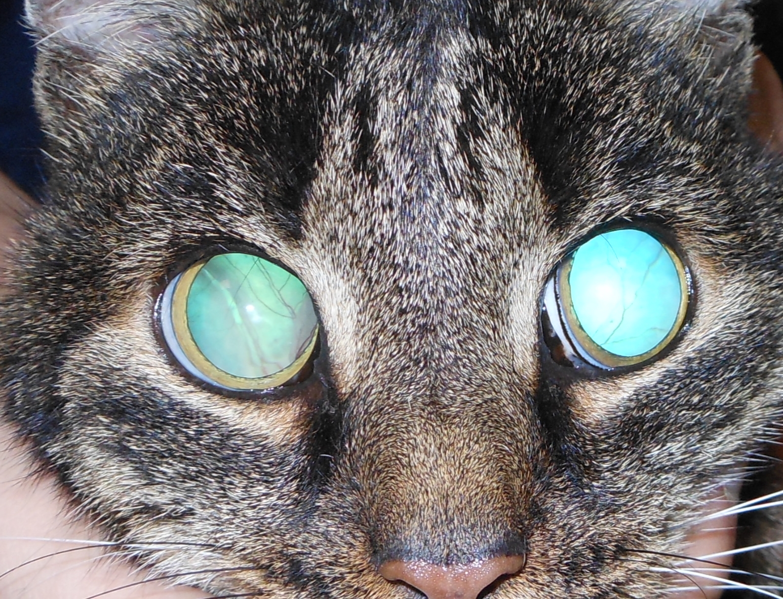 Foto einer Katze mit weiten Pupillen