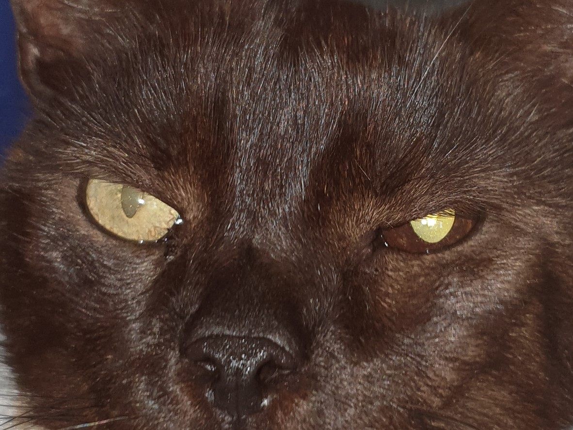 Foto eines Katzengesichtes mit dunkelbrauner Iris und weiterer Pupille aufgrund eines Irismelanoms links.