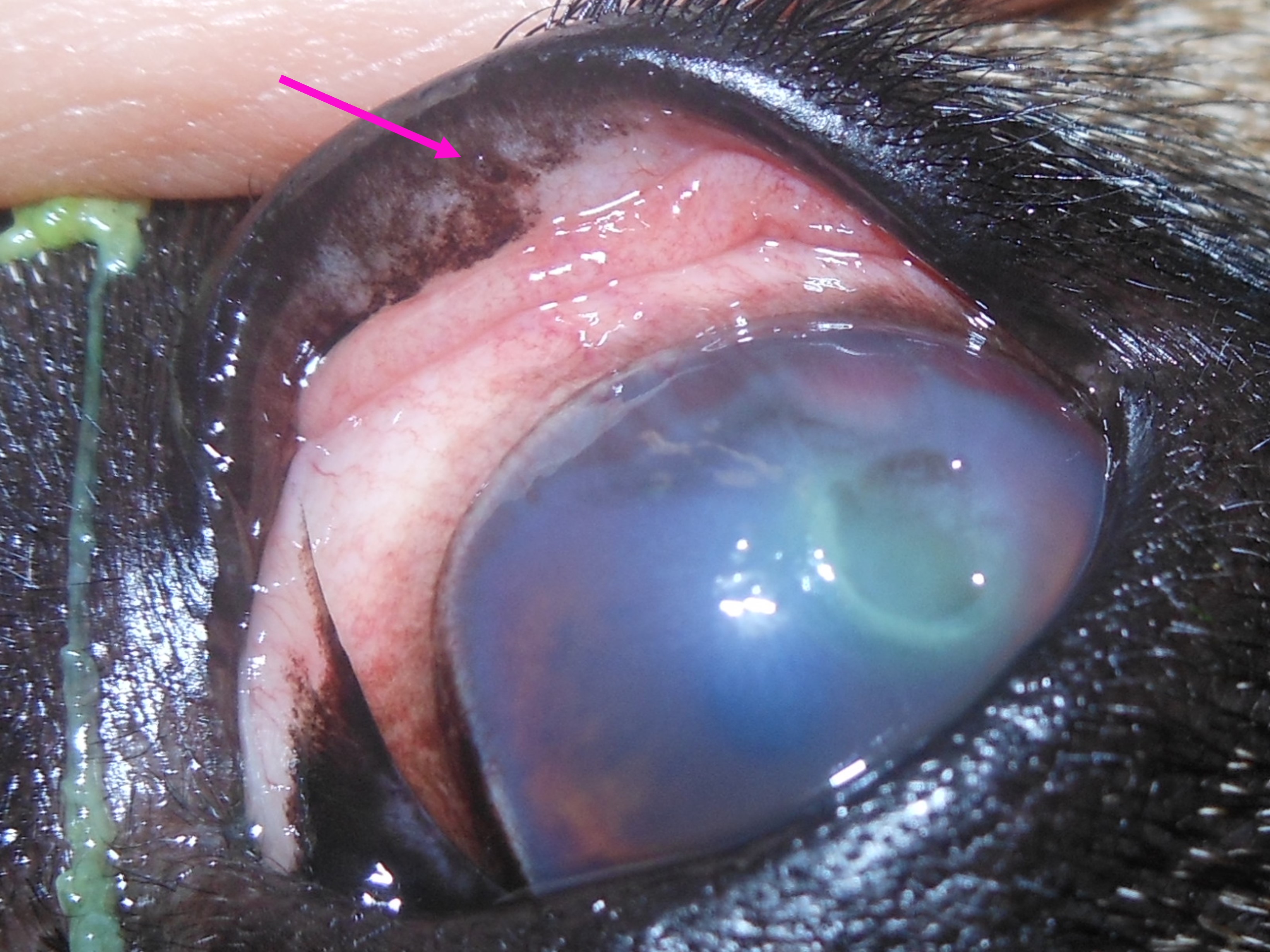 Foto von Majas Auge mit großem Hornhautdefekt und hochgezogenem Augenlid mit kleinem Härchen darin.