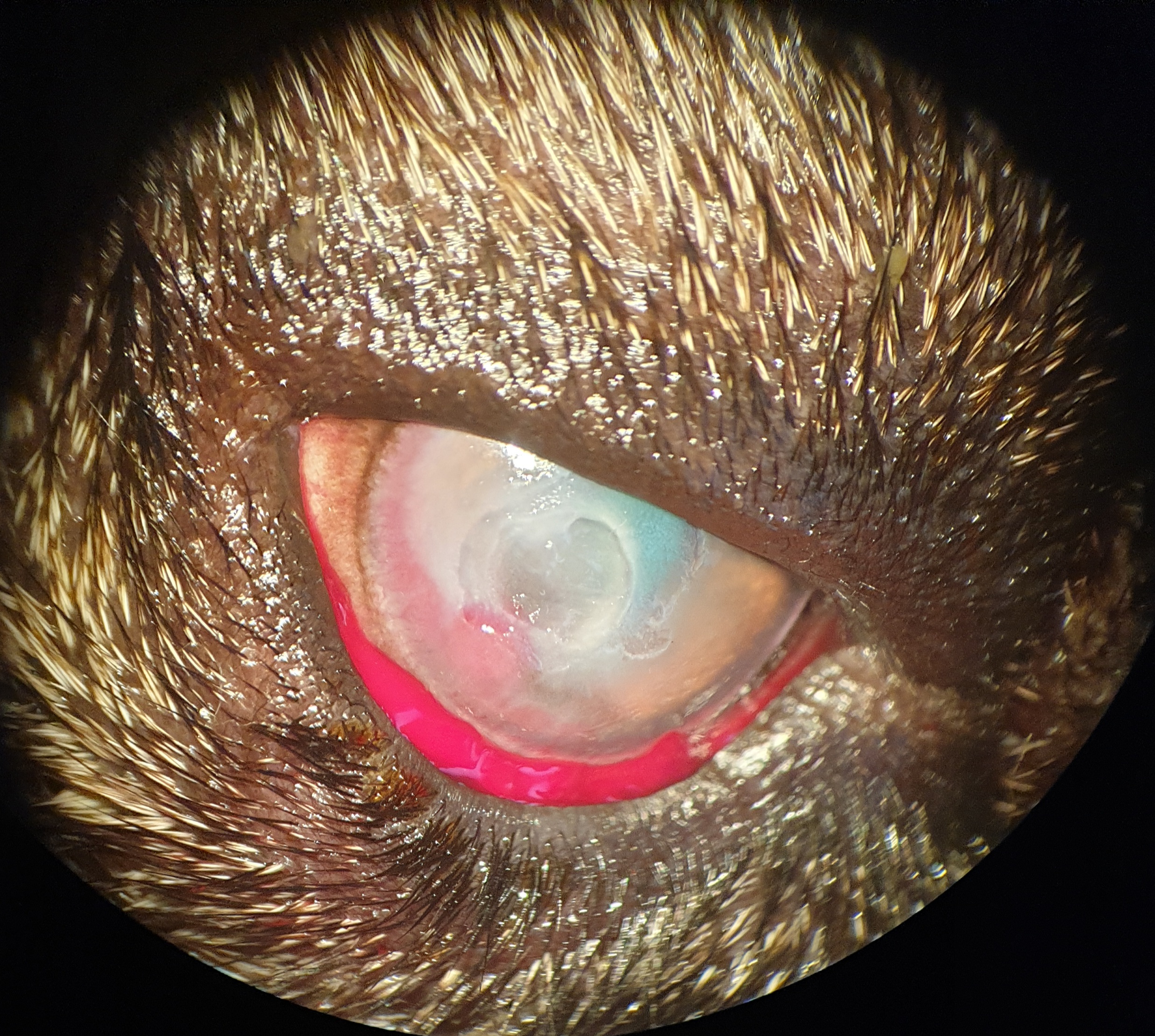 Foto des Auges unter dem OP-Mikroskop mit kleiner Blutung und aufgefrischtem Hornhautulcus.