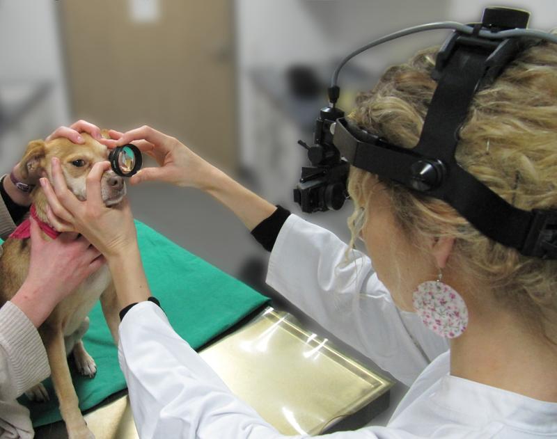 Das Bild zeigt einen Hund auf dem Tisch, der von einem Untersucher mit einem Gerät names Kopfbandophthalmoskop auf Netzhauterkrankungen untersucht wird.