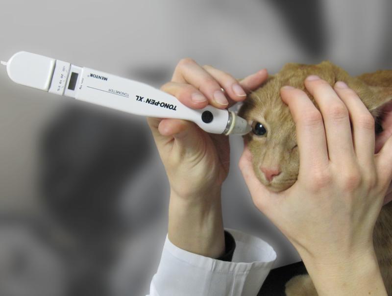 Das Bild zeigt eine Katze, bei der der Augeninnendruck mit der Applanationstonometrie gemessen wird.