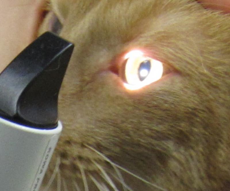 Bei einer Katze wird in ein Auge geleuchtet und die Pupille verengt sich.