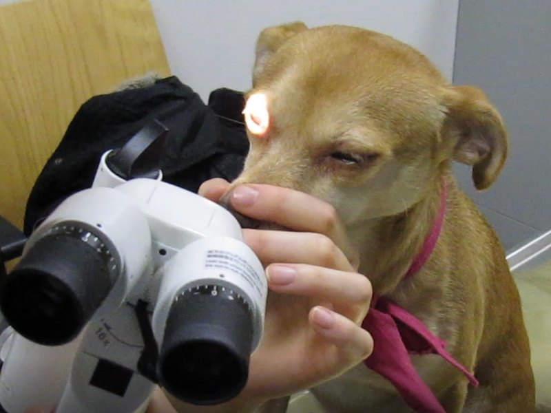 Bei einem Hund wird auf dem Untersuchungstisch mit heller Lichtquelle in die Augen geleuchtet und der Hund kneift beide Augen geblendet zusammen.