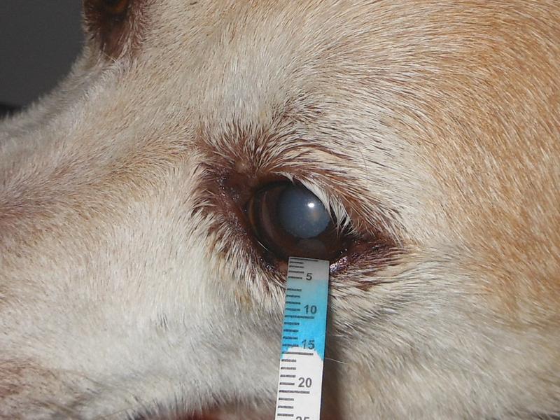 Das Bild zeigt einen Hund mit einem Schirmer Tränentest-Streifen im Auge.