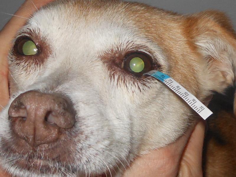 Das Bild zeigt einen Hund mit einem Schirmer Tränentest-Streifen im Auge.