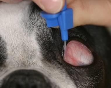 Das Bild zeigt wie eine weiche Sonde in den oberen Tränenpunkt eines Hundes eingeführt wird.
