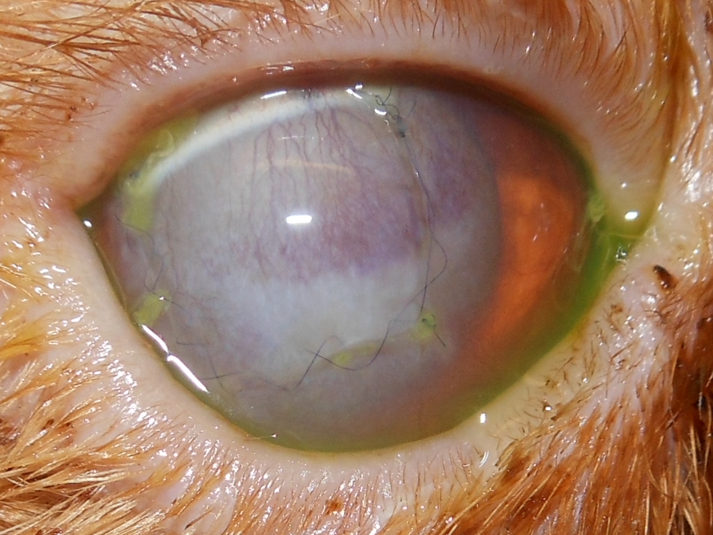 Foto des 2 Wochen postoperativen Zustandes von Abbys Auge.