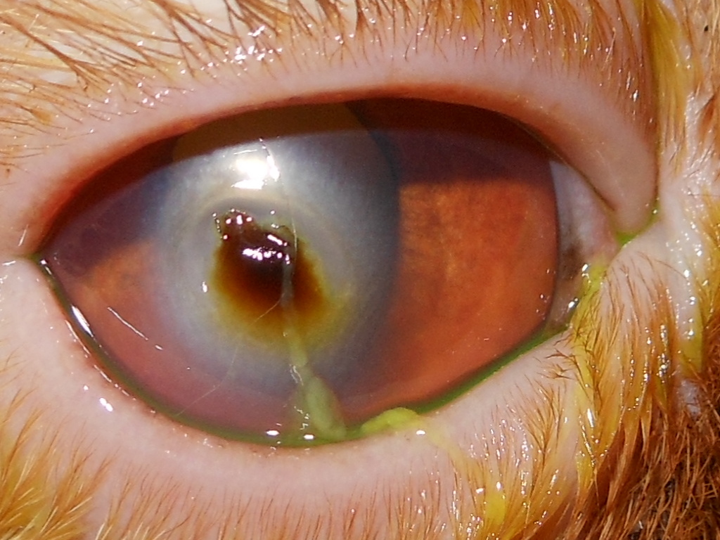 Katzenauge mit dunkler Schuppe in der Mitte, dabei handelt es sich um die Cornea nigra.