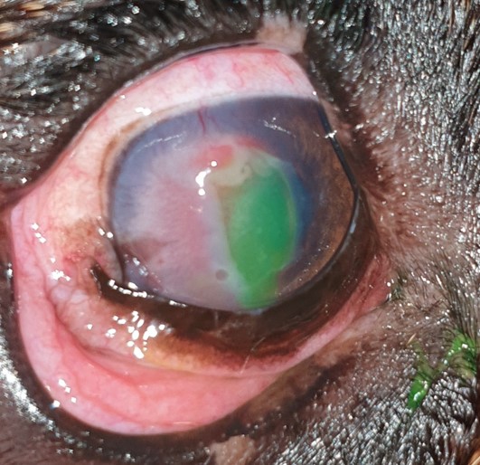 Hundeauge nach der Behandlung: gerötete Bindehaut, Hornhaut mit vielen Blutgefäßen und grüner Farbstoffanfärbung
