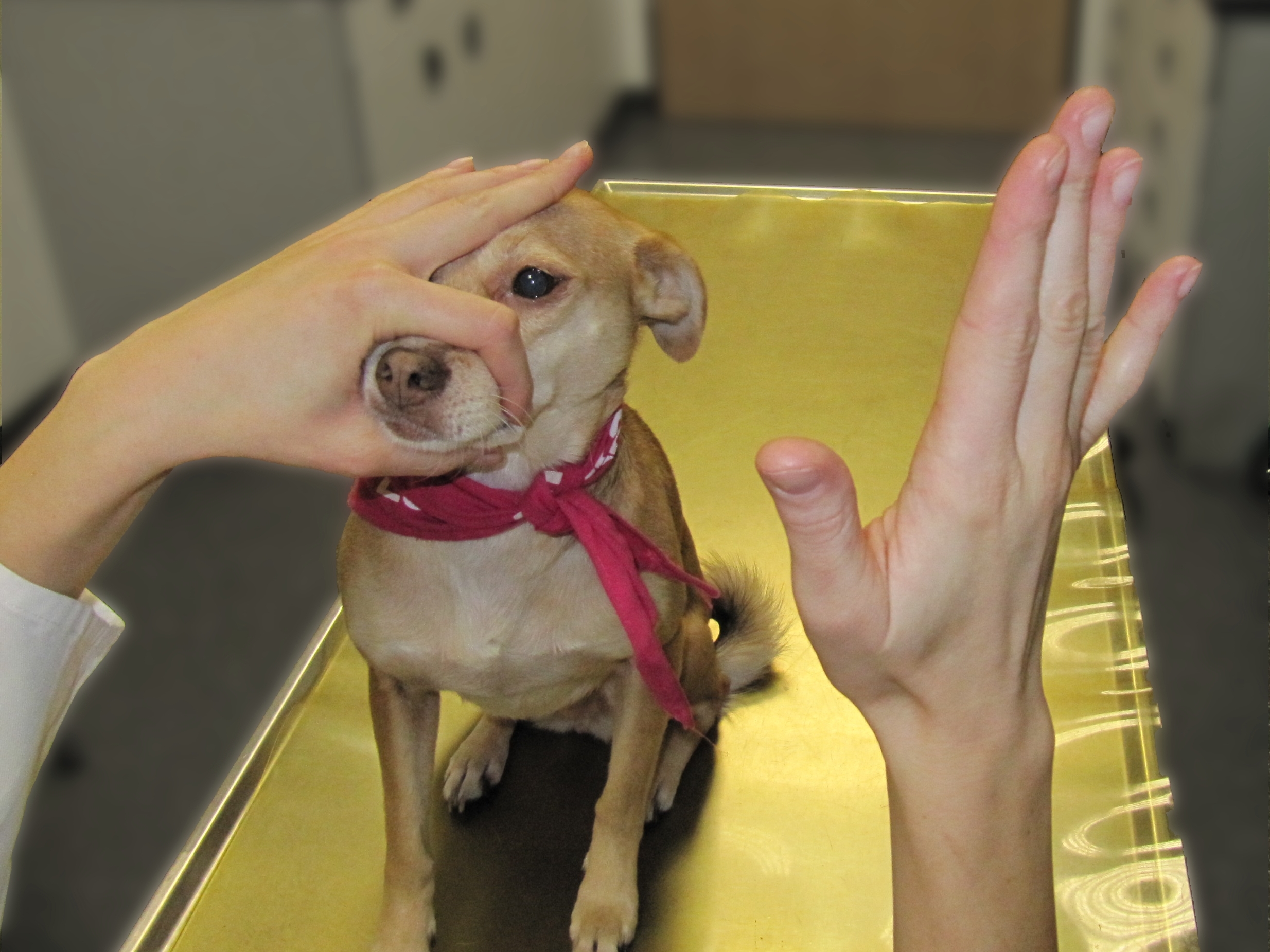 Ein Hund sitzt auf dem Tisch und die Hand des Untersuchers wird vor das linke Auge geführt. Die andere Hand deckt dabei das rechte Auge ab.