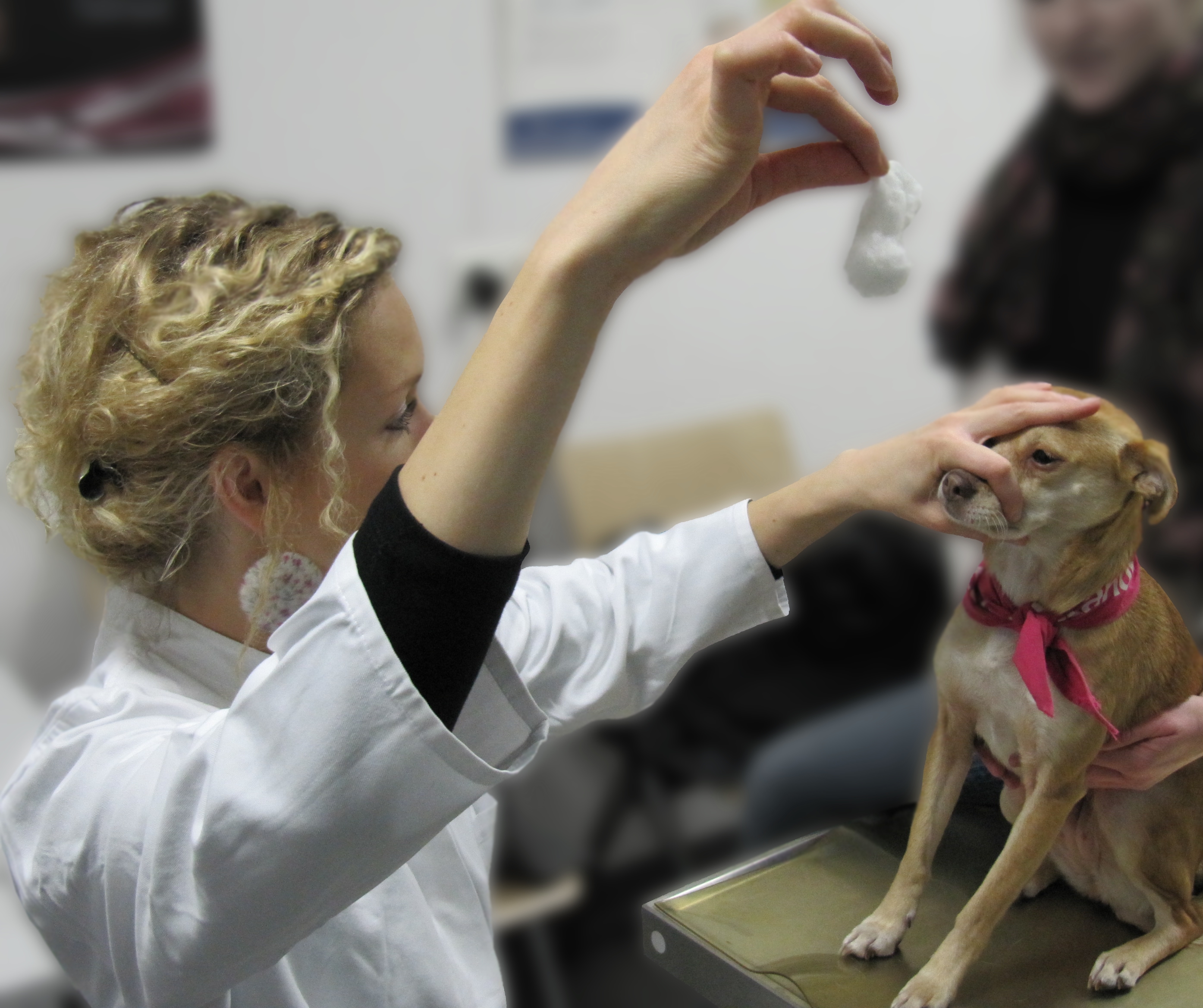 Ein Hund sitzt auf dem Untersuchungstisch, ein Auge wird abgedeckt mit der Hand des Untersuchers und ein Wattebausch wird vor dem anderen Auge fallen gelassen.