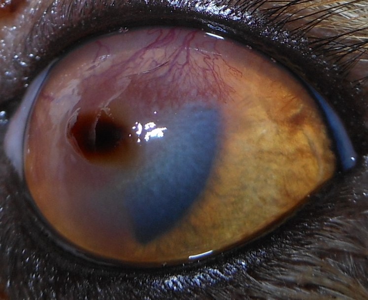 Hornhaut einer Katze mit schwarzer, nekrotischer Stelle