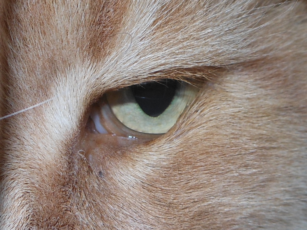 Katzenauge mit nach innen eingerolltem Unterlid