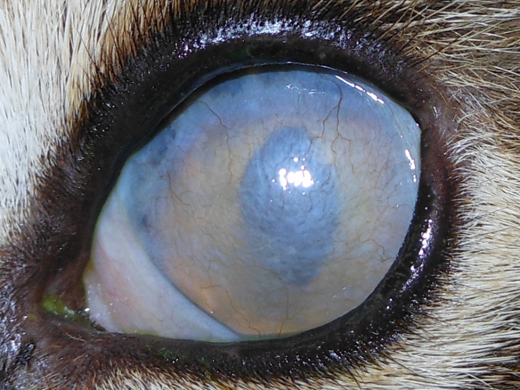 Katzenauge mit trüber Hornhaut durch Symblepharon