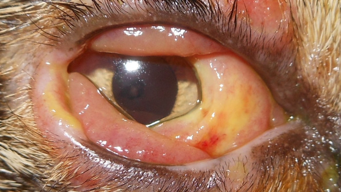 Hochgradige Bindehautenzündung durch Herpesvirus