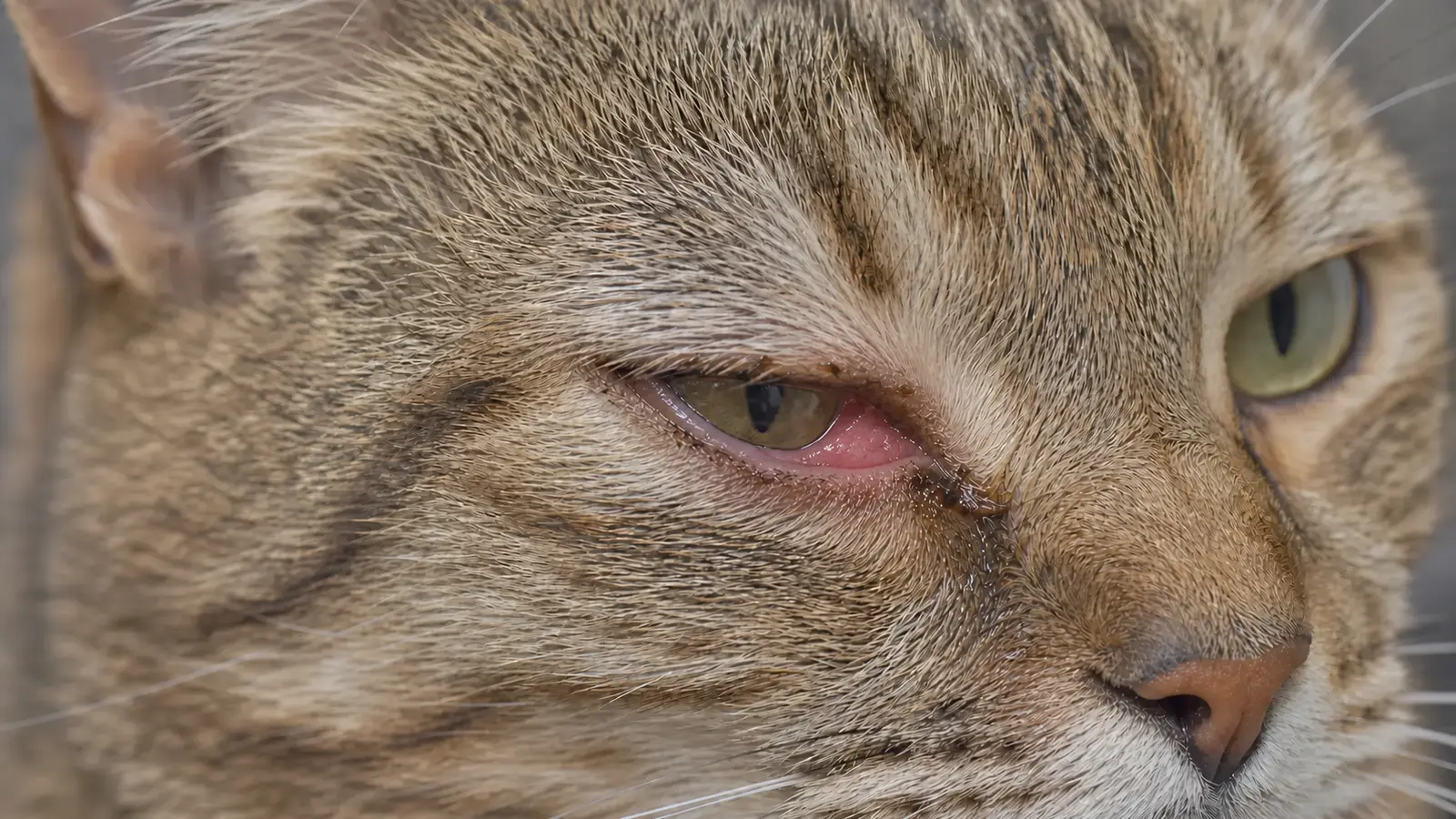 Infektiöse Binde- und Hornhautentzündung der Katze (Keratitis, Konjunktivitis)
