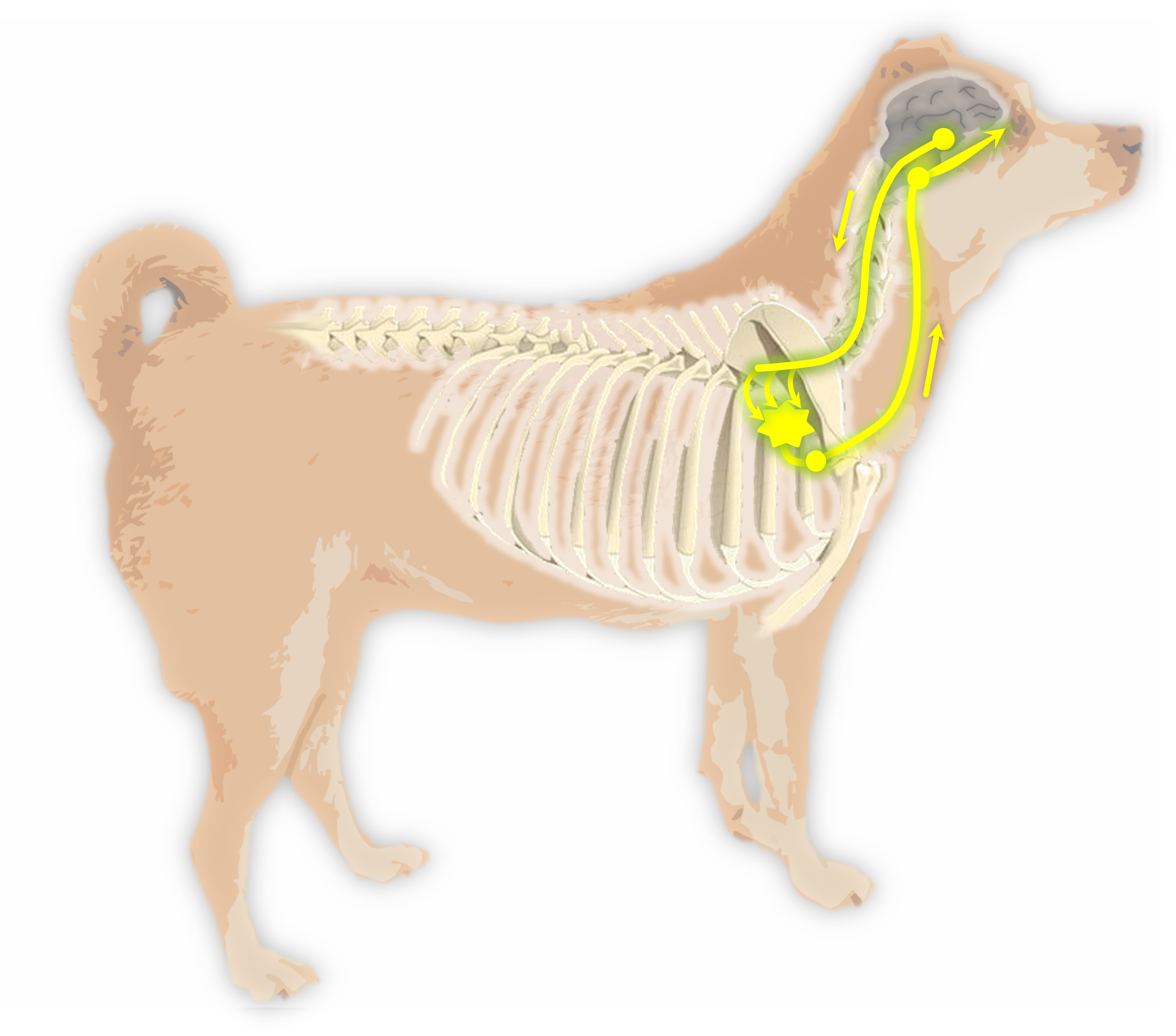 Dermoid