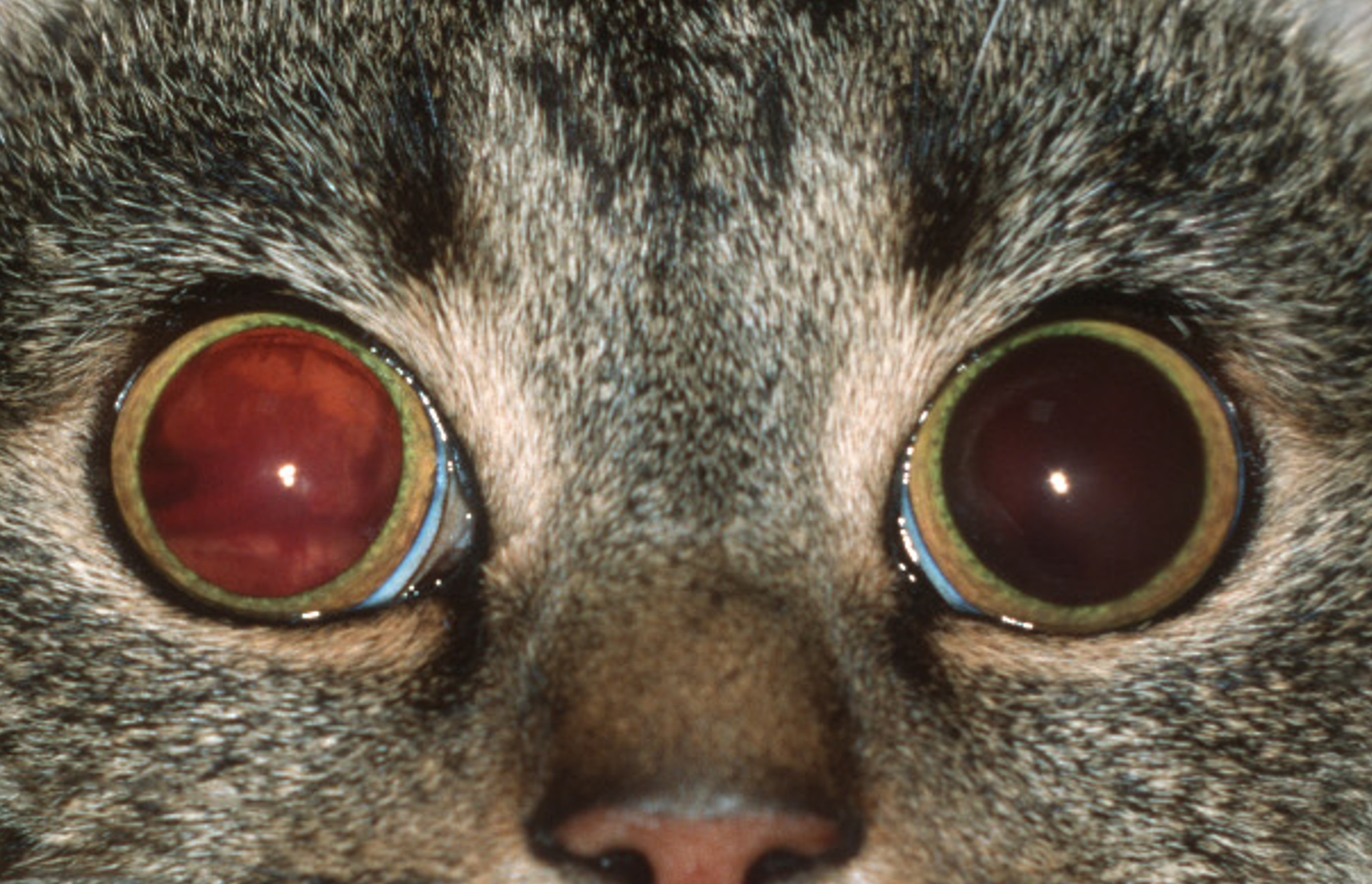 Foto einer Katze mit weiten Pupillen, in denen es rötlich schimmert durch Blutungen ins hintere Auge.