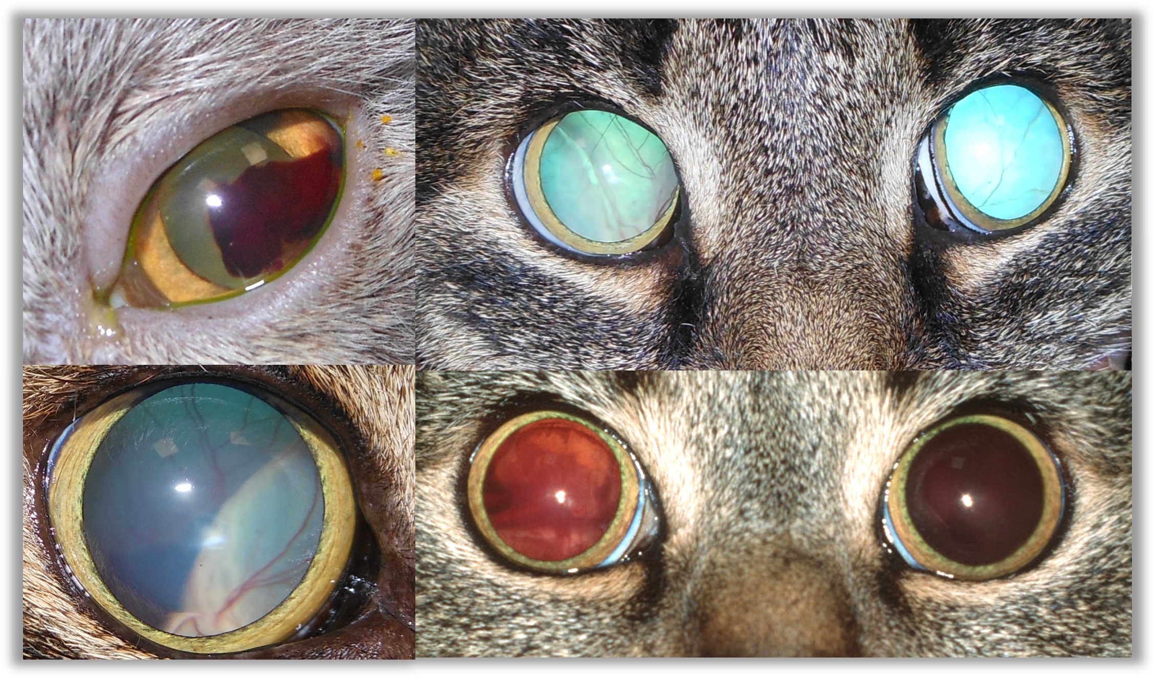 Augenschäden durch Bluthochdruck - Hypertensive Retinopathie der Katze