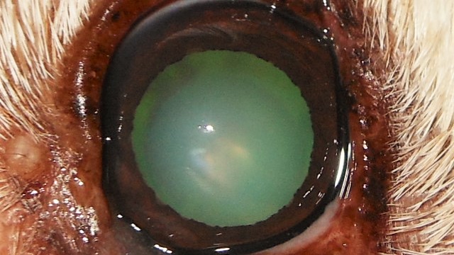 Irisatrophie