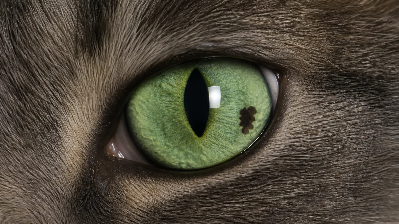 Grünes Katzenauge mit einem einzelnen unregelmäßigen dunklen Pigmentfleck auf der Iris