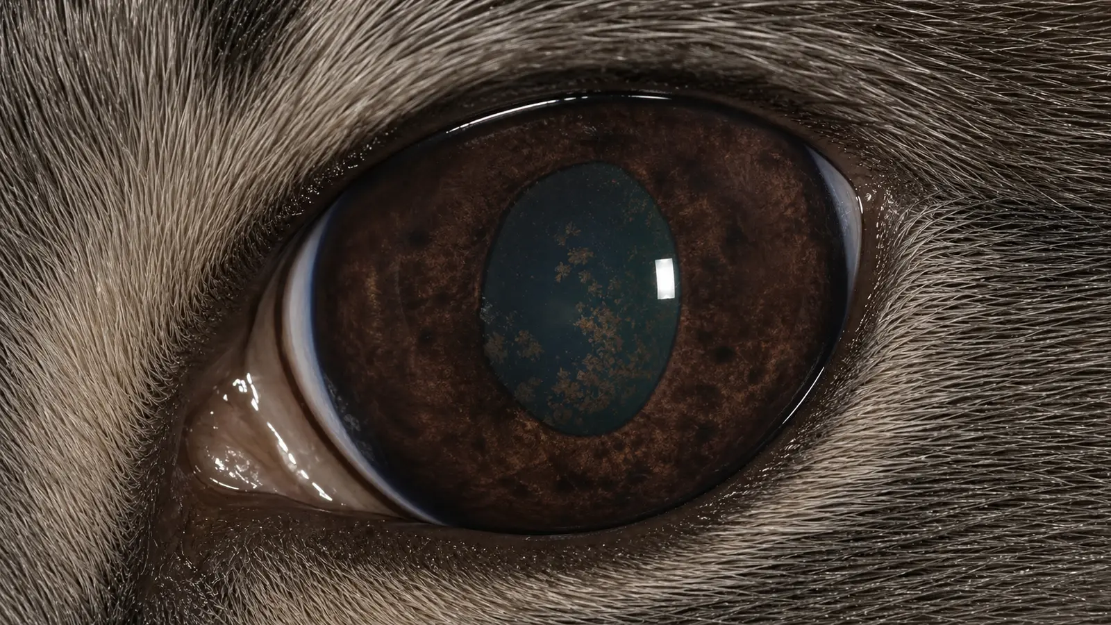 Das Irismelanom der Katze