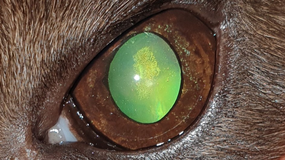 Foto eines Katzengesichtes mit dunkelbrauner Iris und weiterer Pupille aufgrund eines Irismelanoms links.