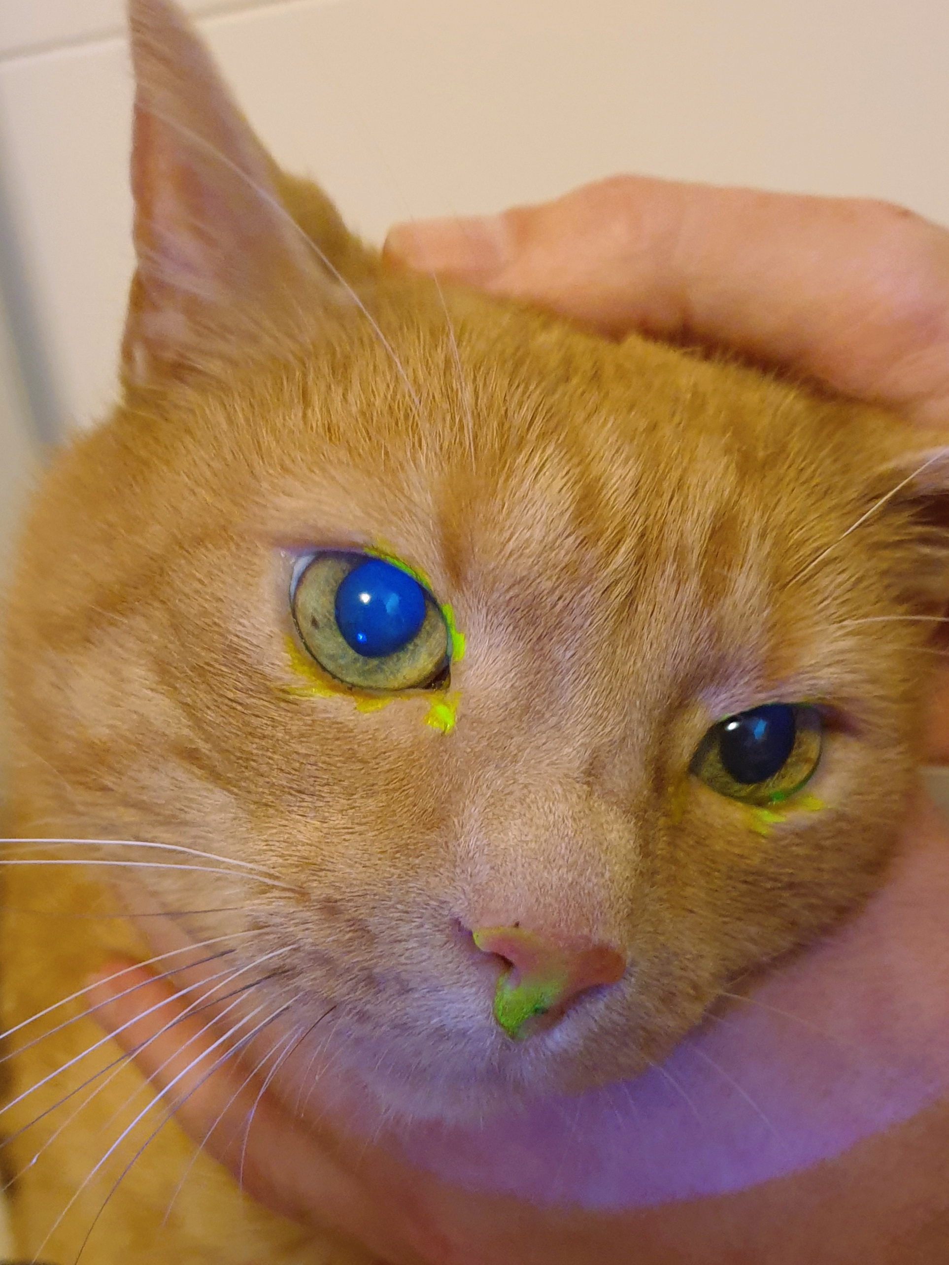 Das Bild zeigt einen grün angefärbten Hornhautdefekt durch Fluoreszein.