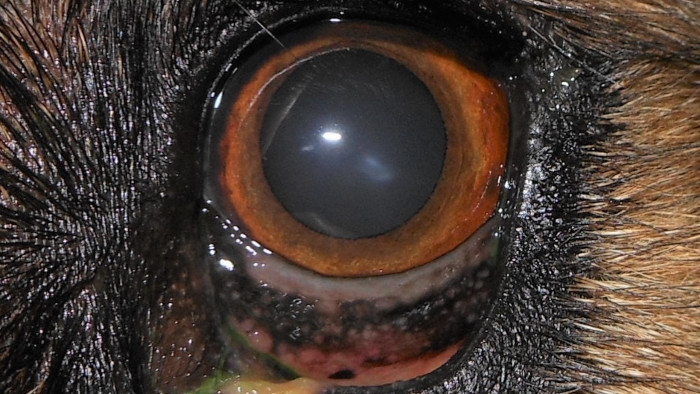 Keratitis superficialis chronica KSC und lymphoplasmazelluläre Nickhautentzündung
