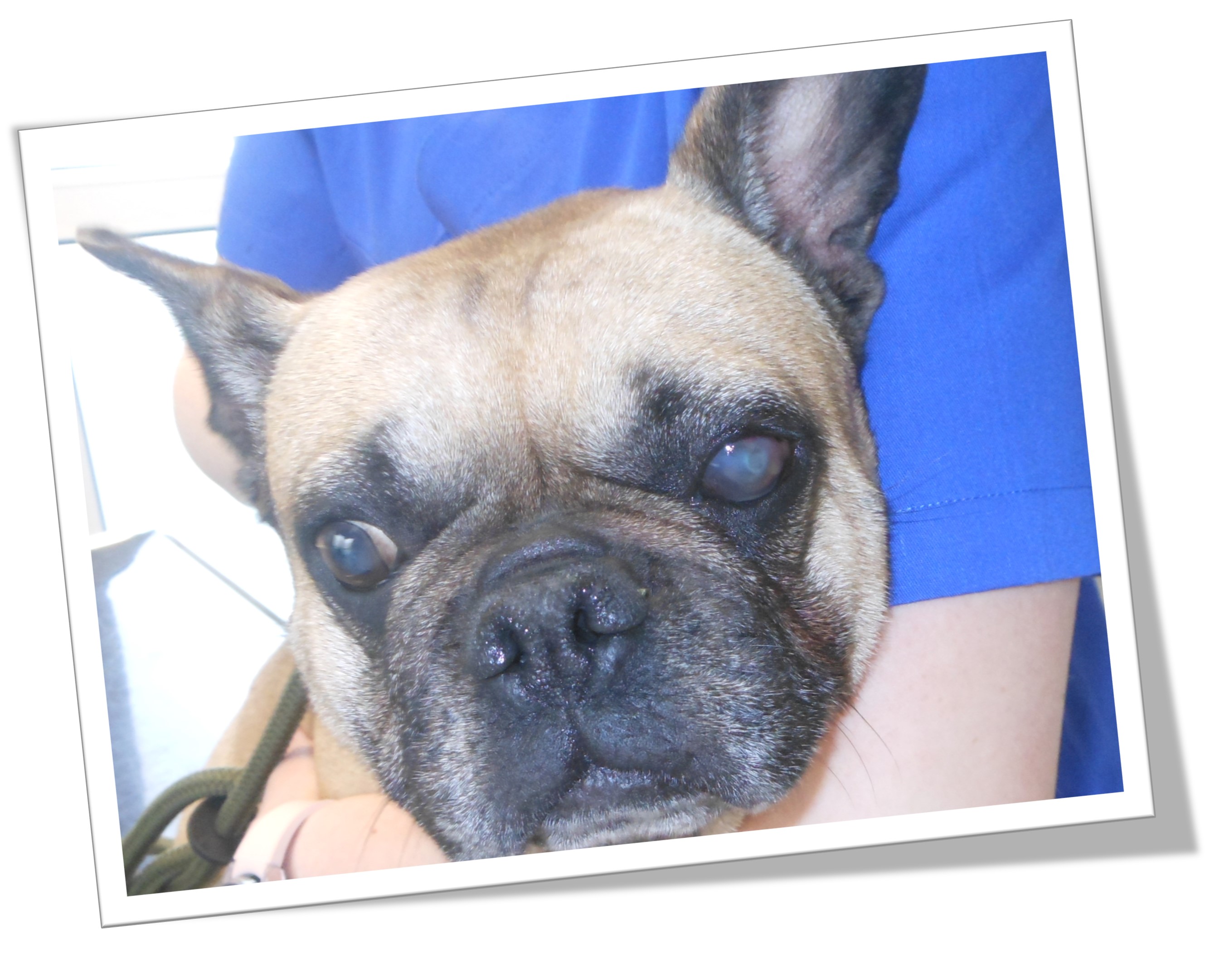 Französische Bulldogge mit gräulich trübem linken Auge.
