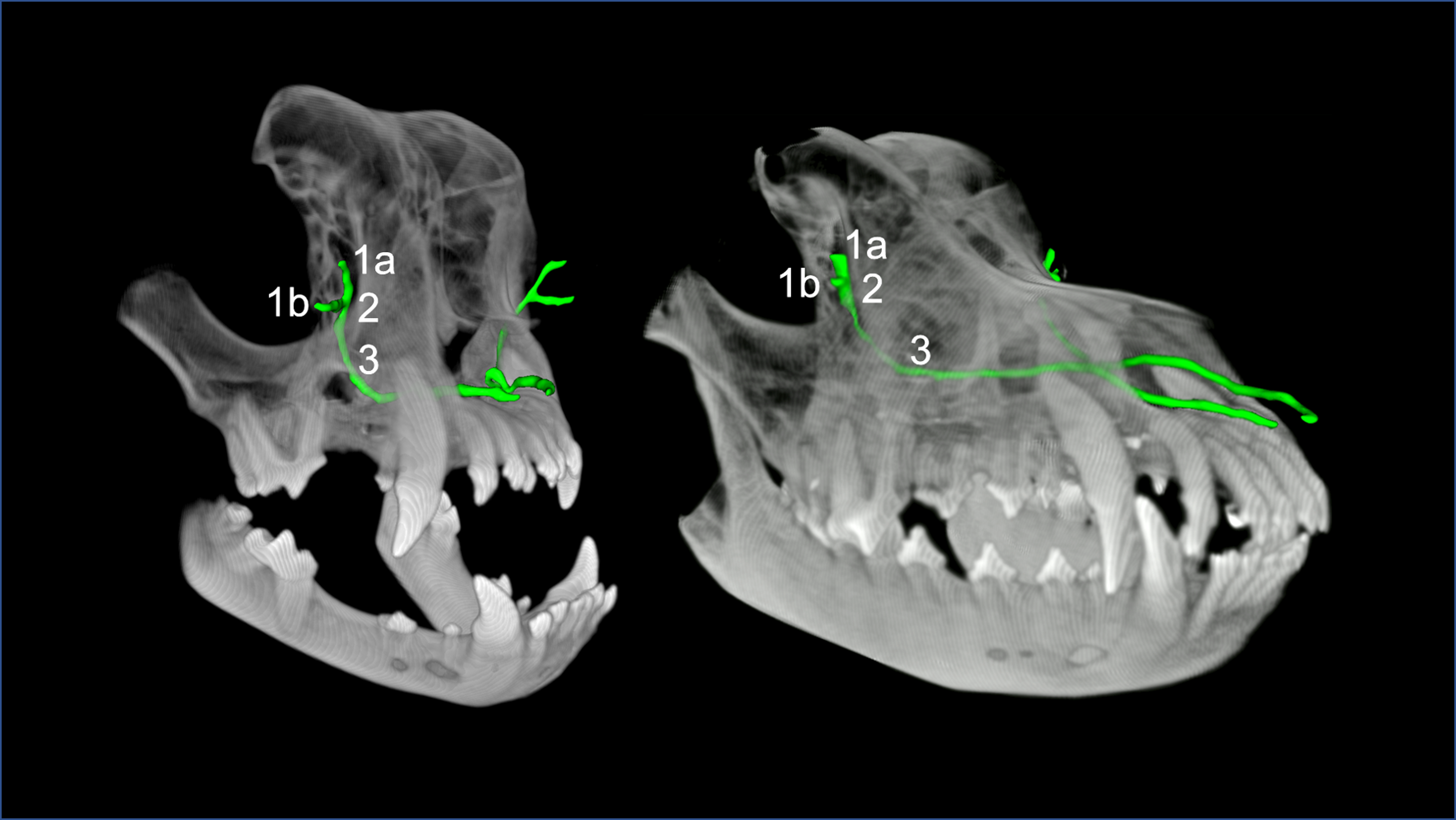 Publikation: Fehlbildungen der tränenableitenden Wege bei brachyzephalen Hunderassen (PLOS ONE 2021)