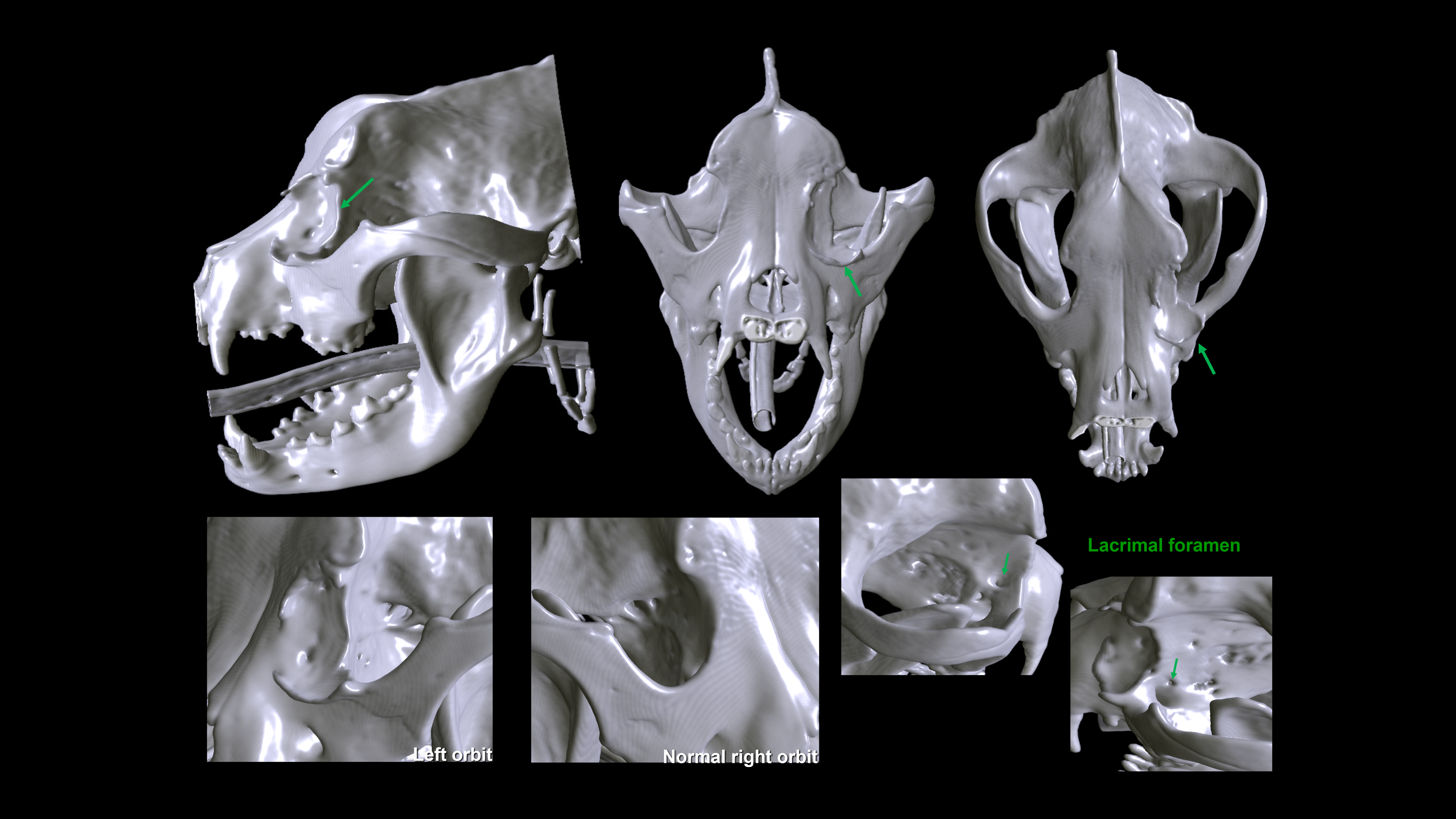 ECVO congress Helsinki 2015 - Poster A presumed dysontogenetic orbital cyst in a dog
