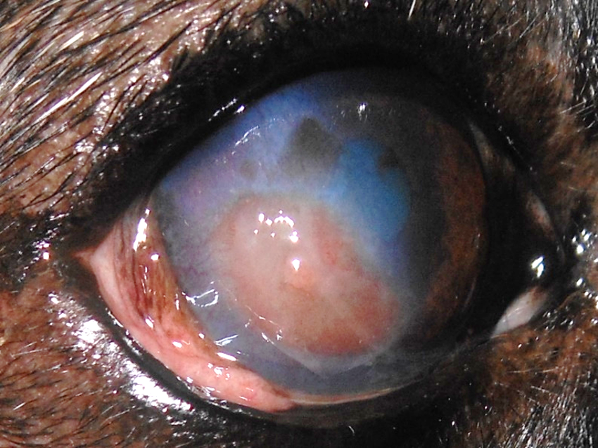 Hundeauge mit indolentem Hornhautgeschwür: getrübte, bläulich-rötliche Hornhaut mit eingesprossenen Blutgefäßen