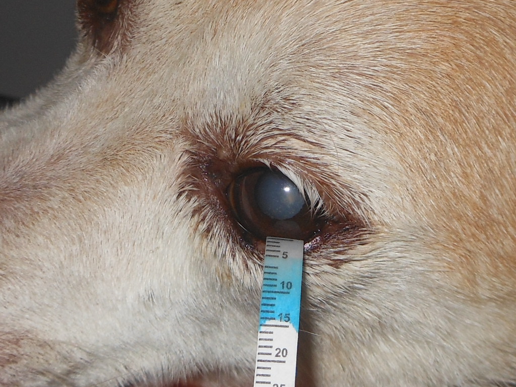 Das Bild zeigt einen Hund mit einem Schirmer Tränentest-Streifen im Auge.